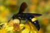 Scolia hirta unifasciata